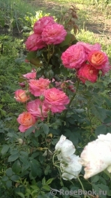 Midsummer Midsummer