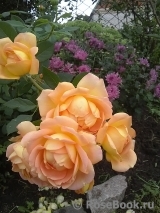 Lady of Shalott Lady of Shalott