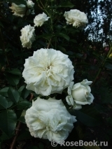Alabaster Alabaster