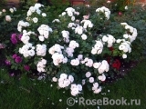 Aspirin Rose Aspirin Rose