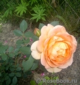 Lady of Shalott Lady of Shalott