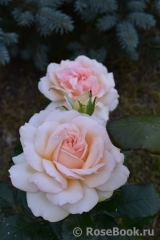 Chandos Beauty Chandos Beauty