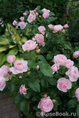 Hans Gonewein Rose Hans Gonewein Rose