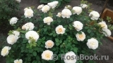Crocus Rose® Crocus Rose®