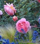 Jubilee Celebration® Jubilee Celebration®