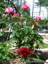 Vin Rose Vin Rose