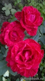 Red Intuition Red Intuition