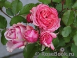Truly Scrumptious Truly Scrumptious