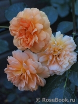 Dame Judi Dench