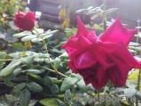 Crimson Glory Cl. Crimson Glory Cl.