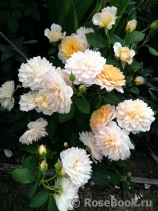 Grace® Grace®