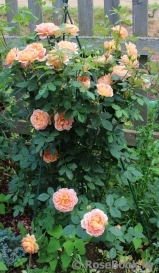 Lady of Shalott Lady of Shalott