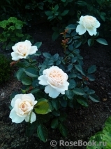 Cream Abundance Cream Abundance