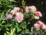 Heavenly Pink Heavenly Pink