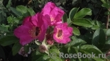 Rosa rugosa rubra Rosa rugosa rubra