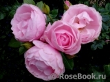Hans Gonewein Rose Hans Gonewein Rose