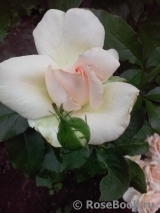 Chandos Beauty Chandos Beauty