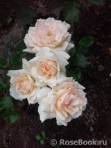 Chandos Beauty Chandos Beauty