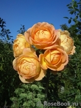 Lady of Shalott Lady of Shalott