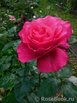 Vin Rose Vin Rose