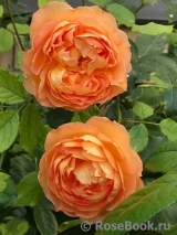 Lady of Shalott Lady of Shalott