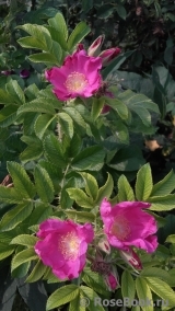 Rosa rugosa rubra Rosa rugosa rubra