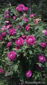 Reine des Violettes Reine des Violettes