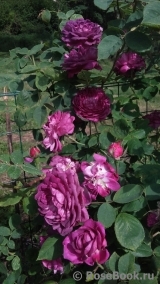 Reine des Violettes Reine des Violettes