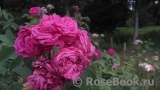 Reine des Violettes Reine des Violettes