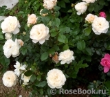 Queens Jubilee Rose Queens Jubilee Rose