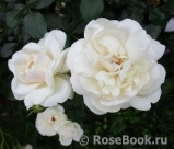 Queens Jubilee Rose Queens Jubilee Rose