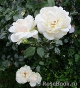 Queens Jubilee Rose Queens Jubilee Rose