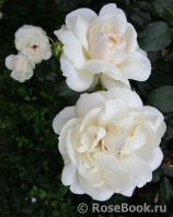 Queens Jubilee Rose Queens Jubilee Rose