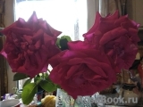 Dame de Coeur Dame de Coeur