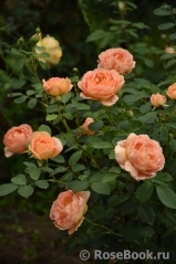 Lady of Shalott Lady of Shalott