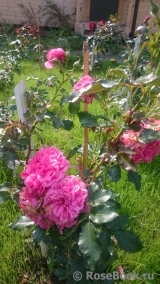 Rosarium Uetersen Rosarium Uetersen