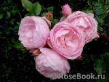 Hans Gonewein Rose Hans Gonewein Rose