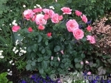 Tickled Pink Tickled Pink