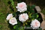 Claire Rose Claire Rose