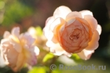 Crown Princess Margareta® Crown Princess Margareta®