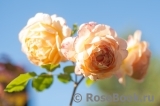 Crown Princess Margareta® Crown Princess Margareta®