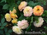 Gartenspass ® Gartenspass ®