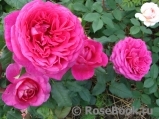 Johann Wolfgang von Goethe Rose® Johann Wolfgang von Goethe Rose®
