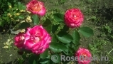 Rose Gaujard Rose Gaujard