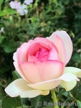 Pierre de Ronsard Pierre de Ronsard