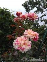Vanille Fraise ® Vanille Fraise ®