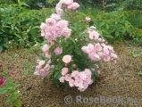 Heavenly Pink Heavenly Pink