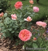 Boscobel Boscobel