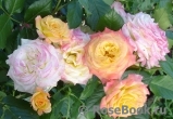 Gartenspass ® Gartenspass ®
