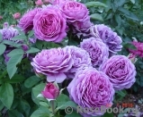 Heidi Klum Rose Heidi Klum Rose